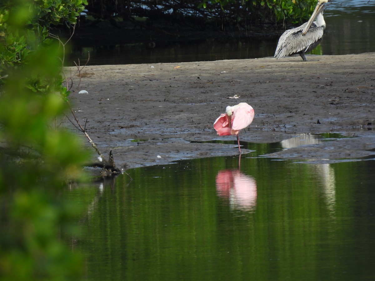 Roseate Spoonbill - ML646709786