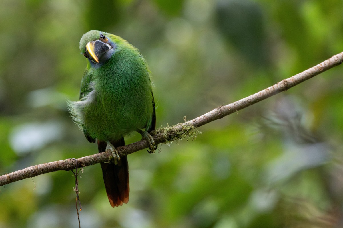 Southern Emerald-Toucanet - ML646709787