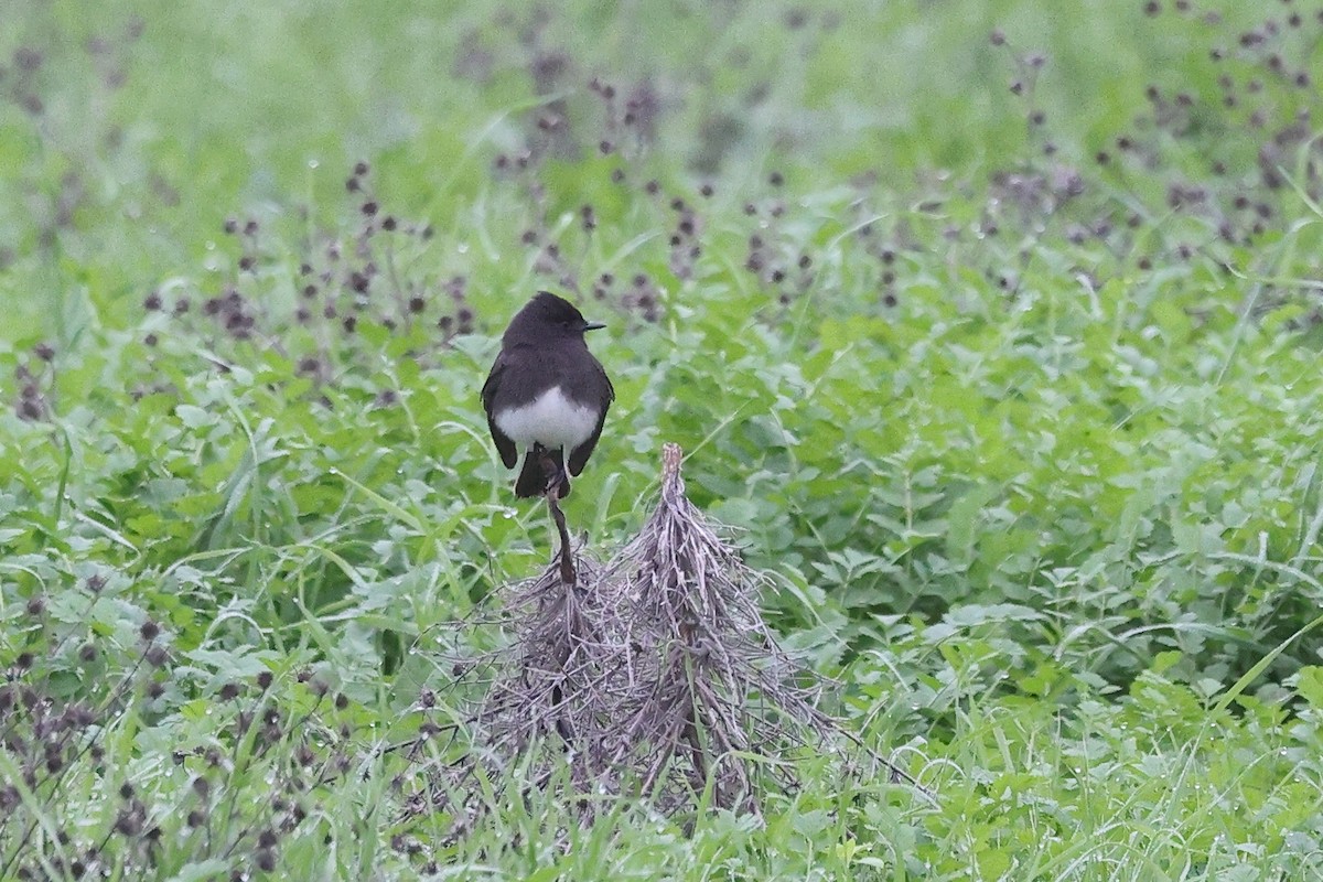 Чёрный фиби - ML646709790