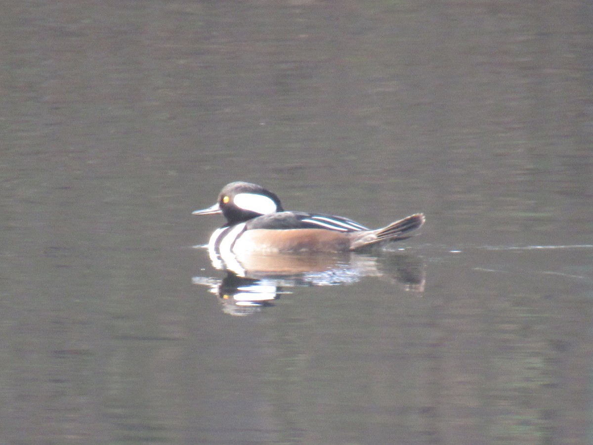 Hooded Merganser - ML646709791