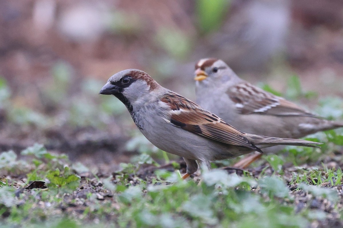 Домовый воробей - ML646709798