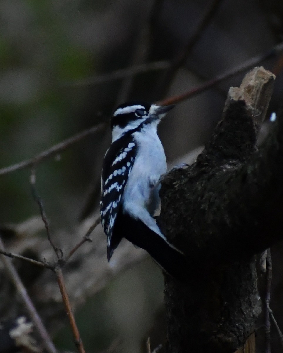Downy Woodpecker - ML646709801