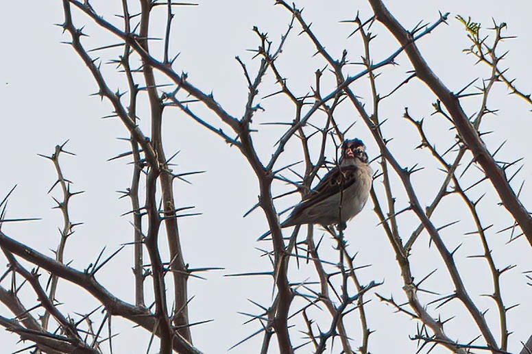 Узкохвостая вдовушка - ML646709804