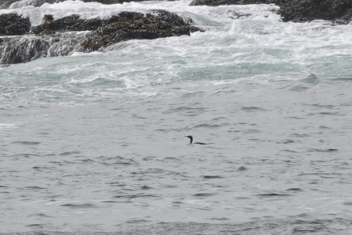 Pelagic Cormorant - ML646709807