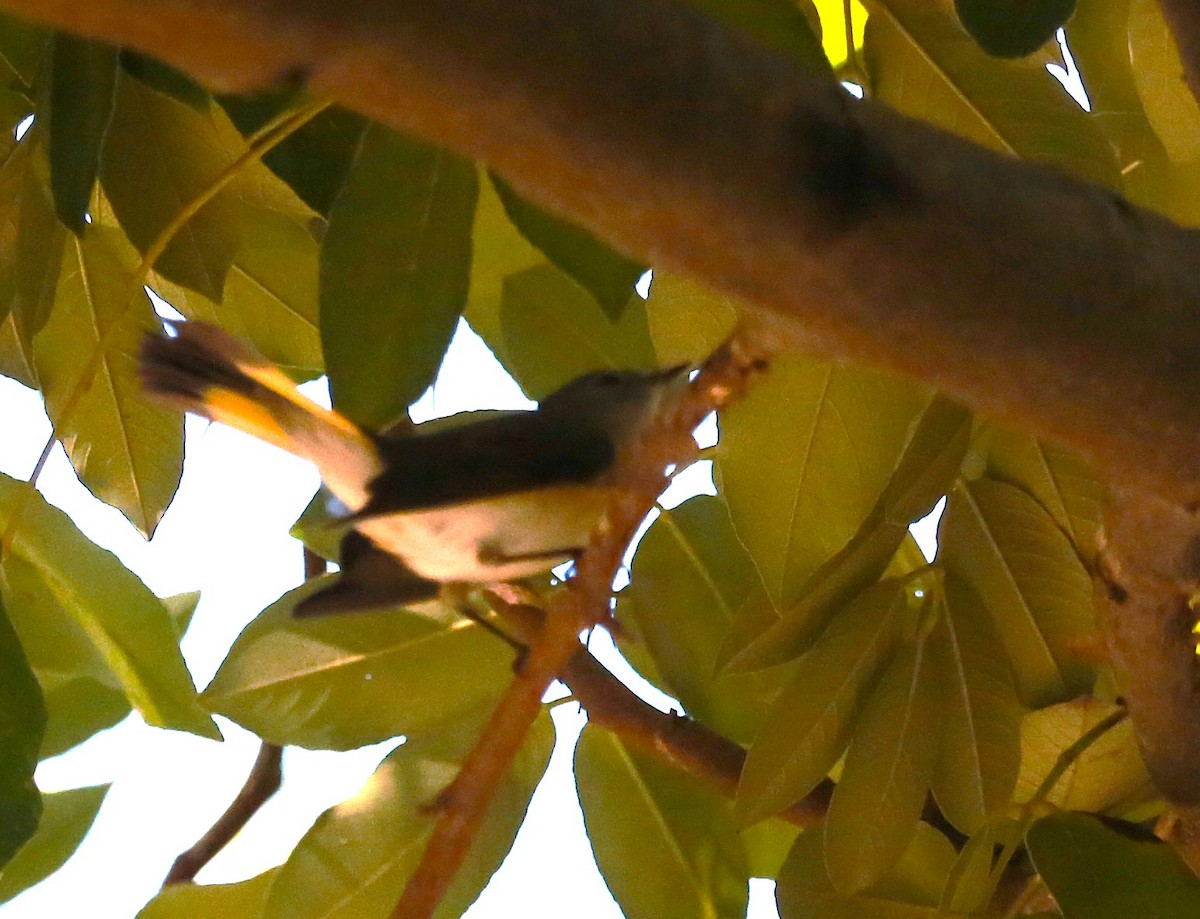 American Redstart - ML646709809