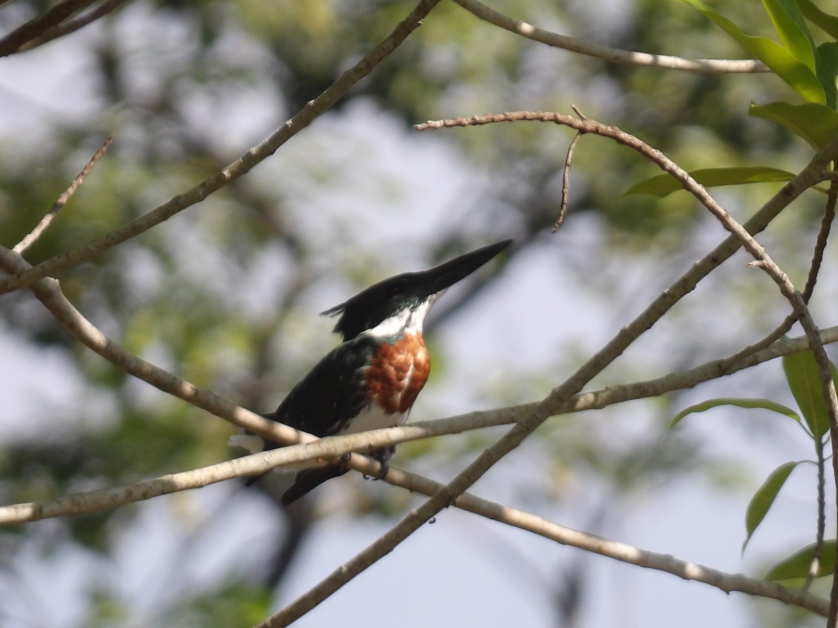 Amazon Kingfisher - ML646709814