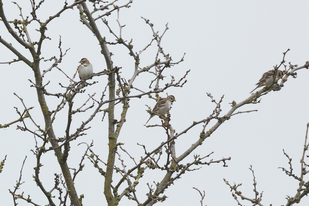 Прерийная овсянка - ML646709815