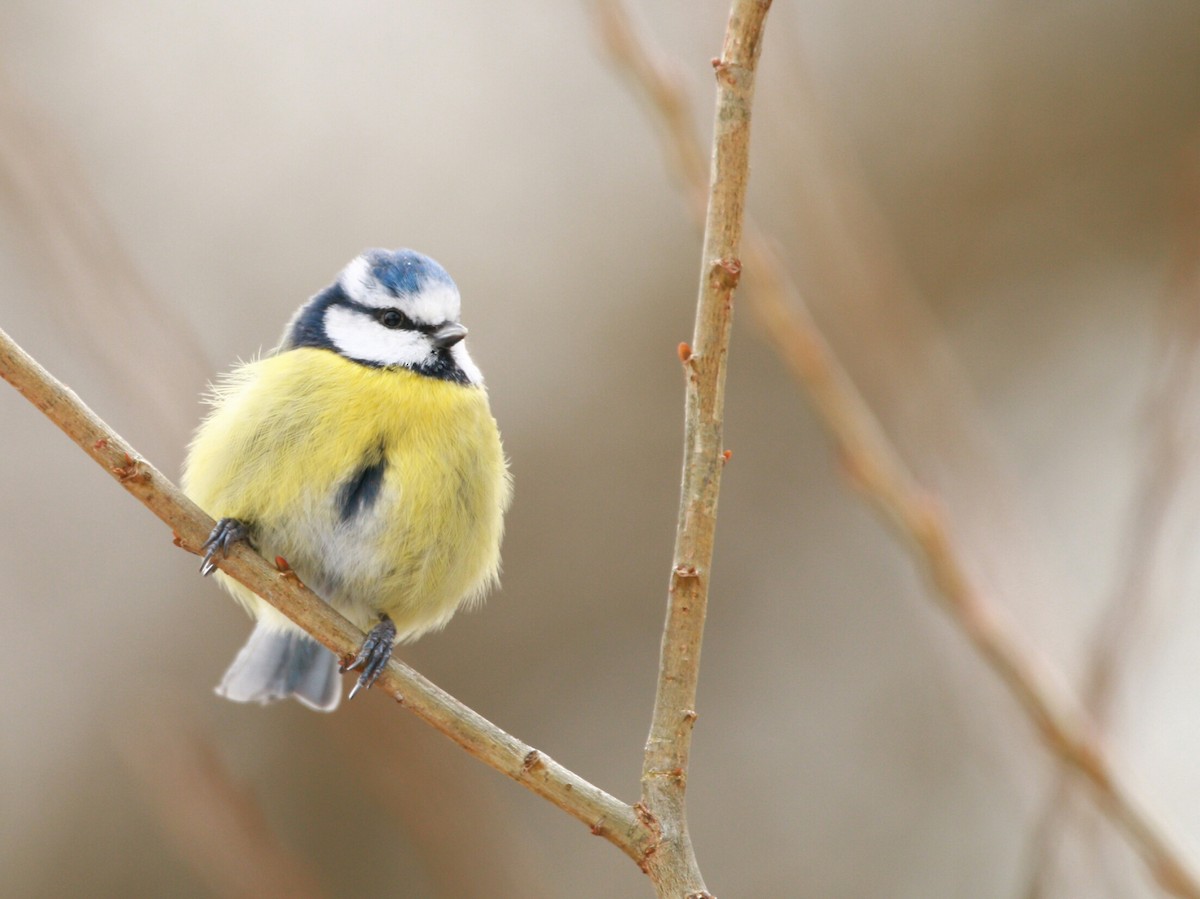 ירגזי כחול - ML646709824