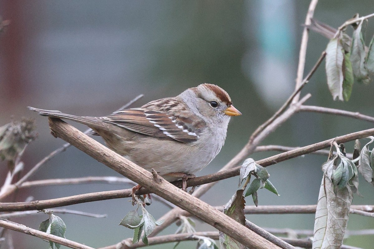 Белобровая овсянка - ML646709826