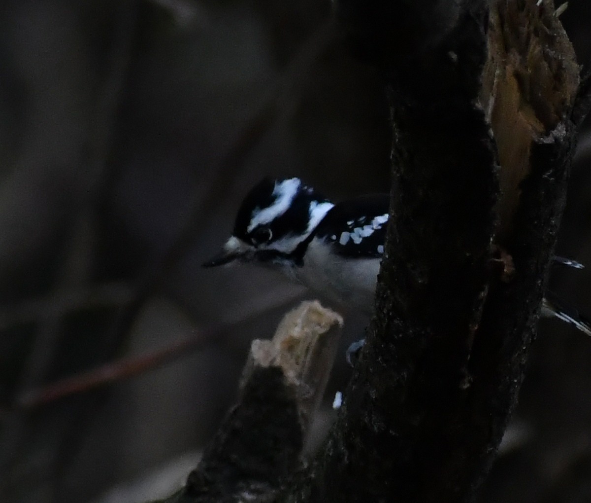 Downy Woodpecker - ML646709827