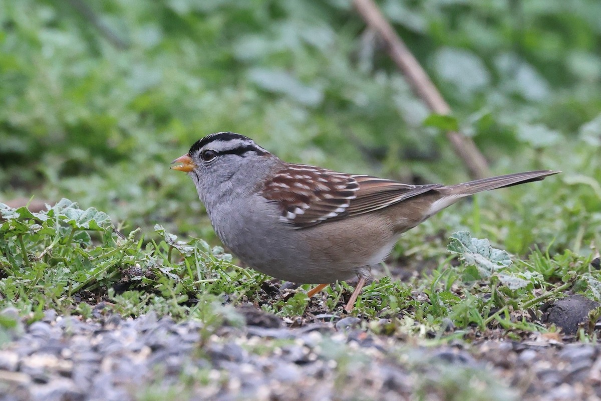 Белобровая овсянка - ML646709829