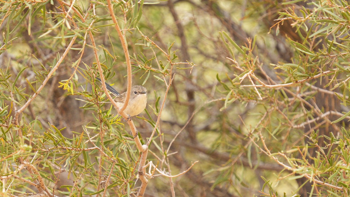 Purpurrücken-Staffelschwanz - ML646709831