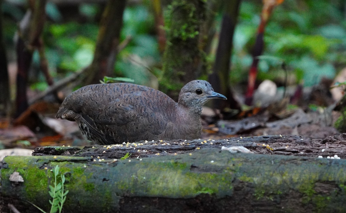 シロハラシギダチョウ - ML646709832