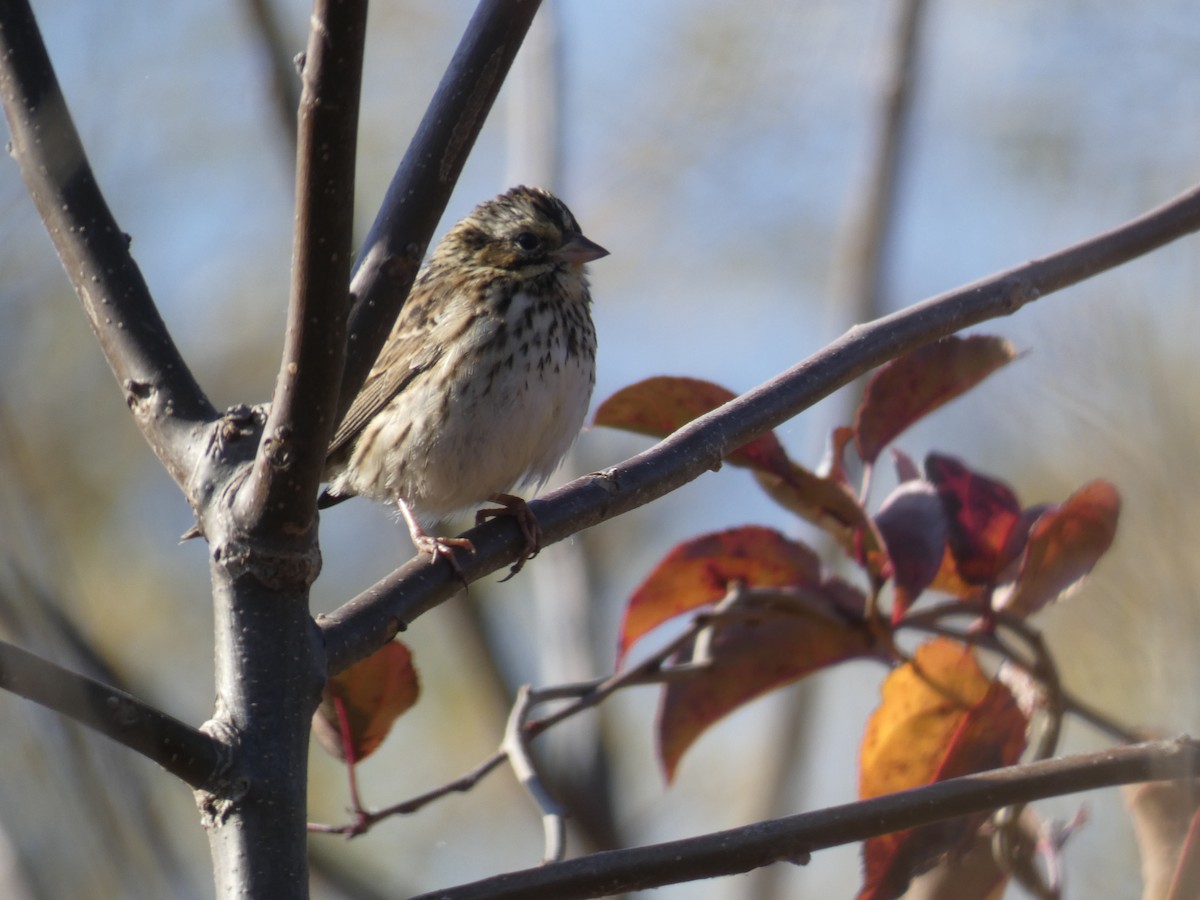 Savannah Serçesi - ML646709840