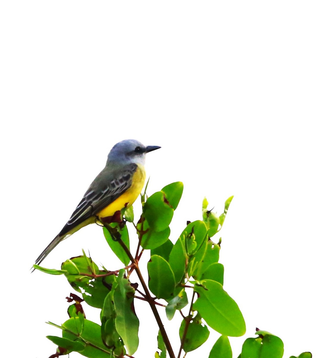 Tropical Kingbird - ML646709841