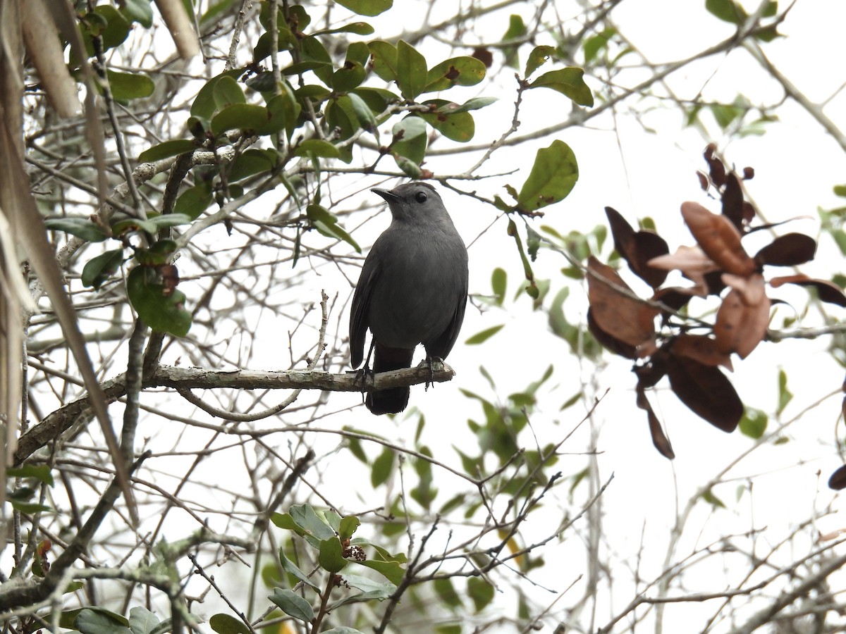 Gray Catbird - ML646709842
