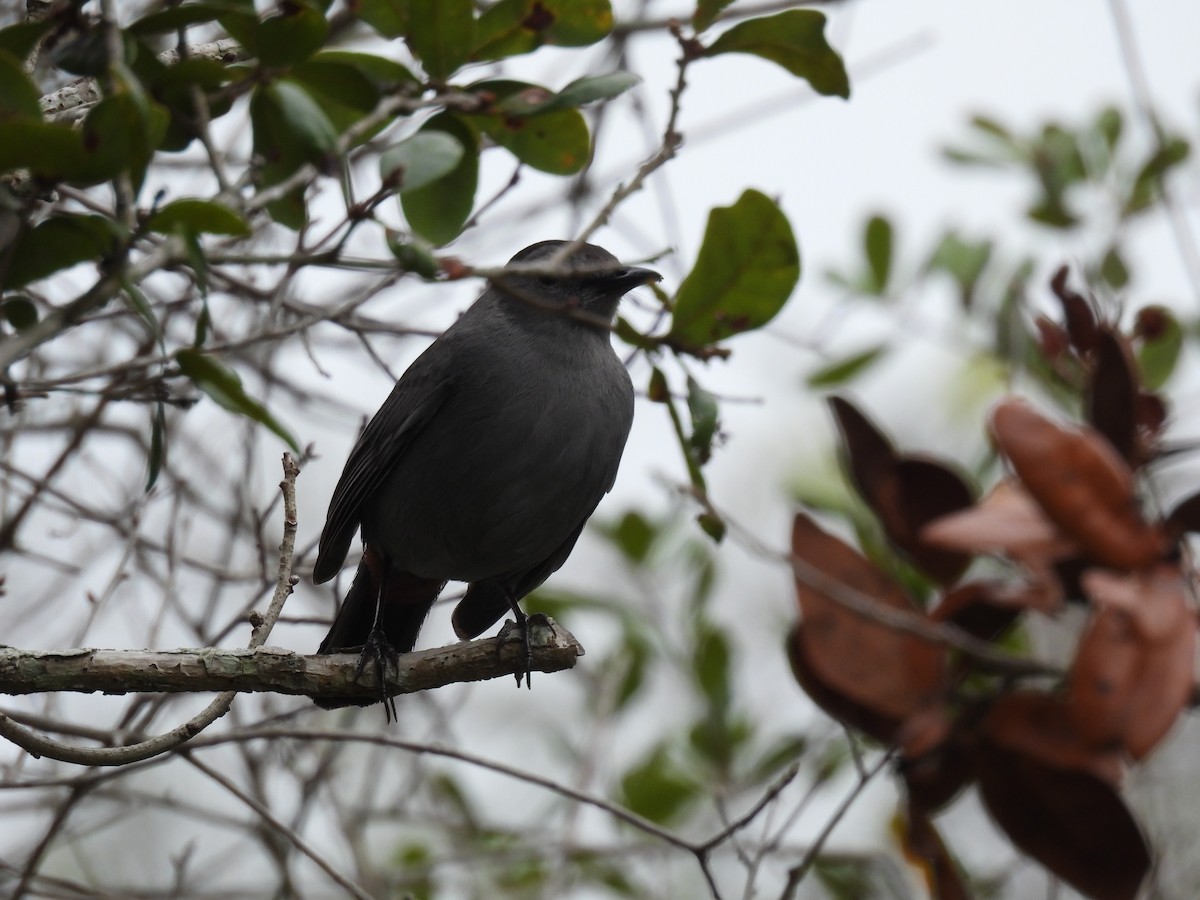 Gray Catbird - ML646709843