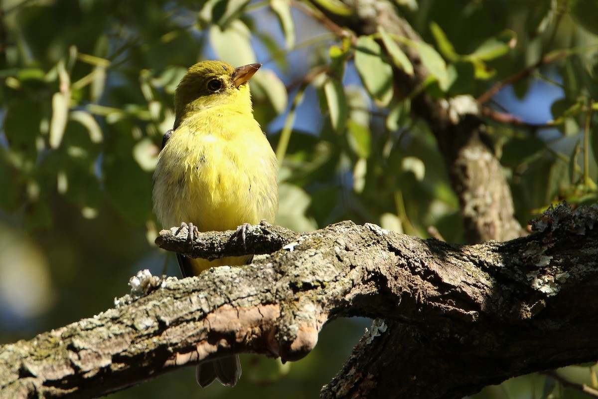 Scarlet Tanager - ML646709844