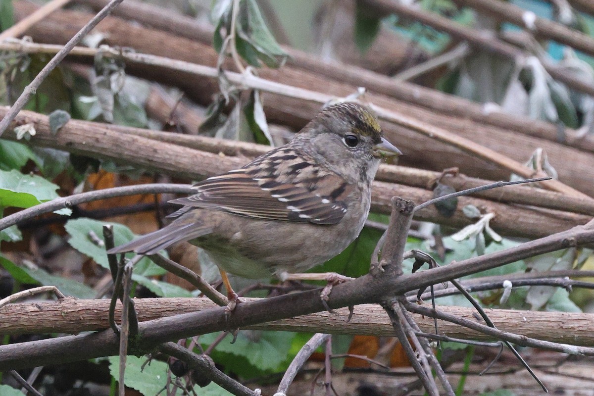 Чернобровая овсянка - ML646709845