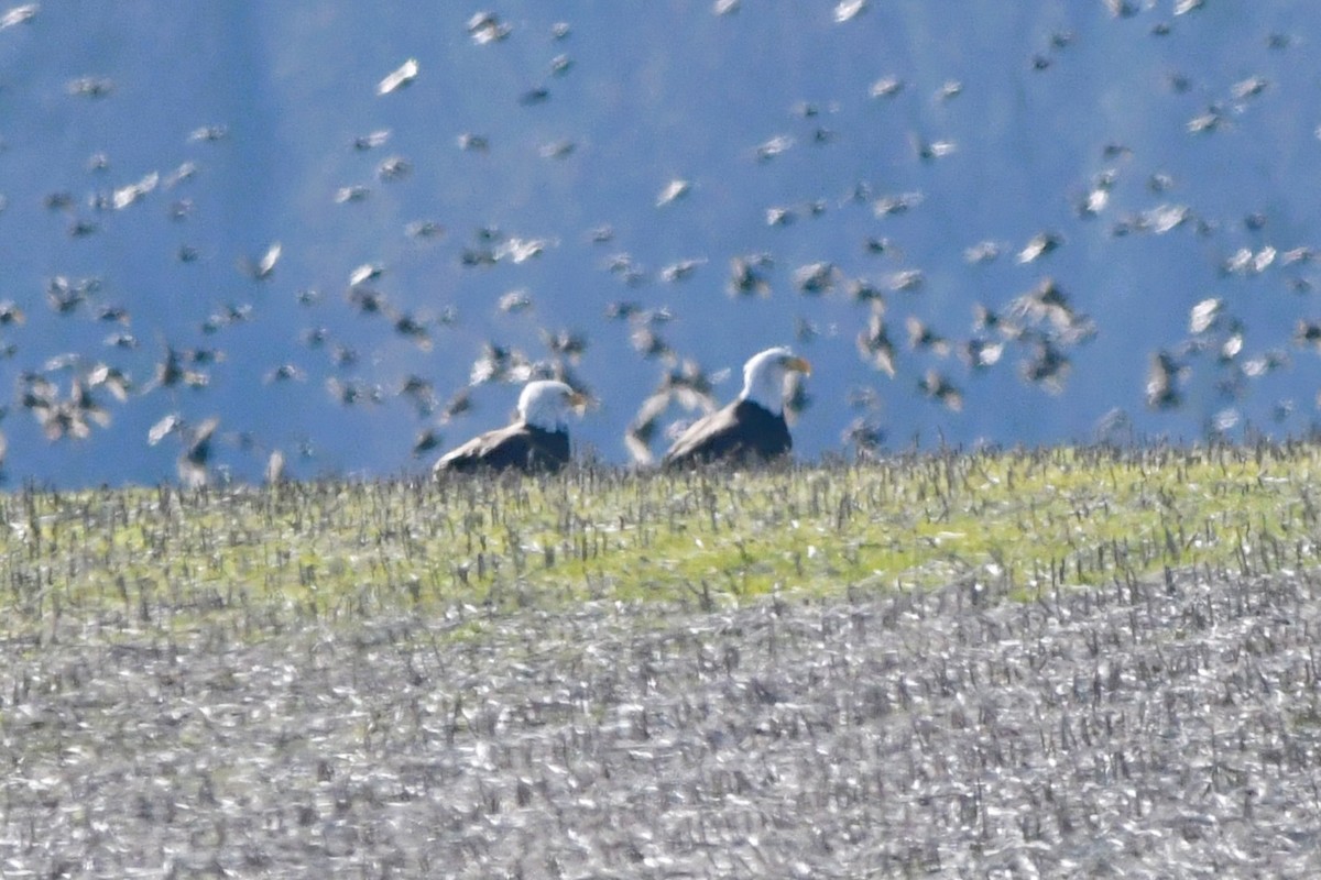 Ak Başlı Kartal - ML646709846