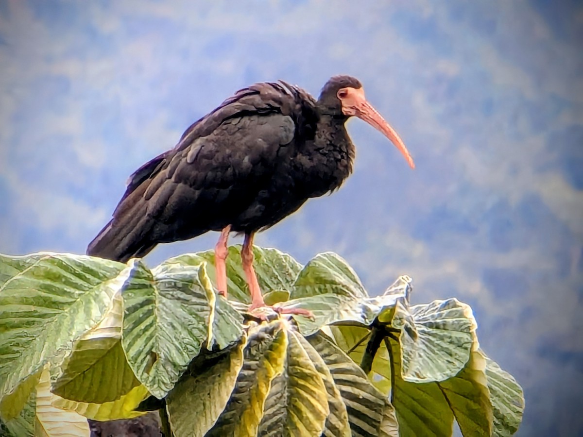 サカツラトキ - ML646709847