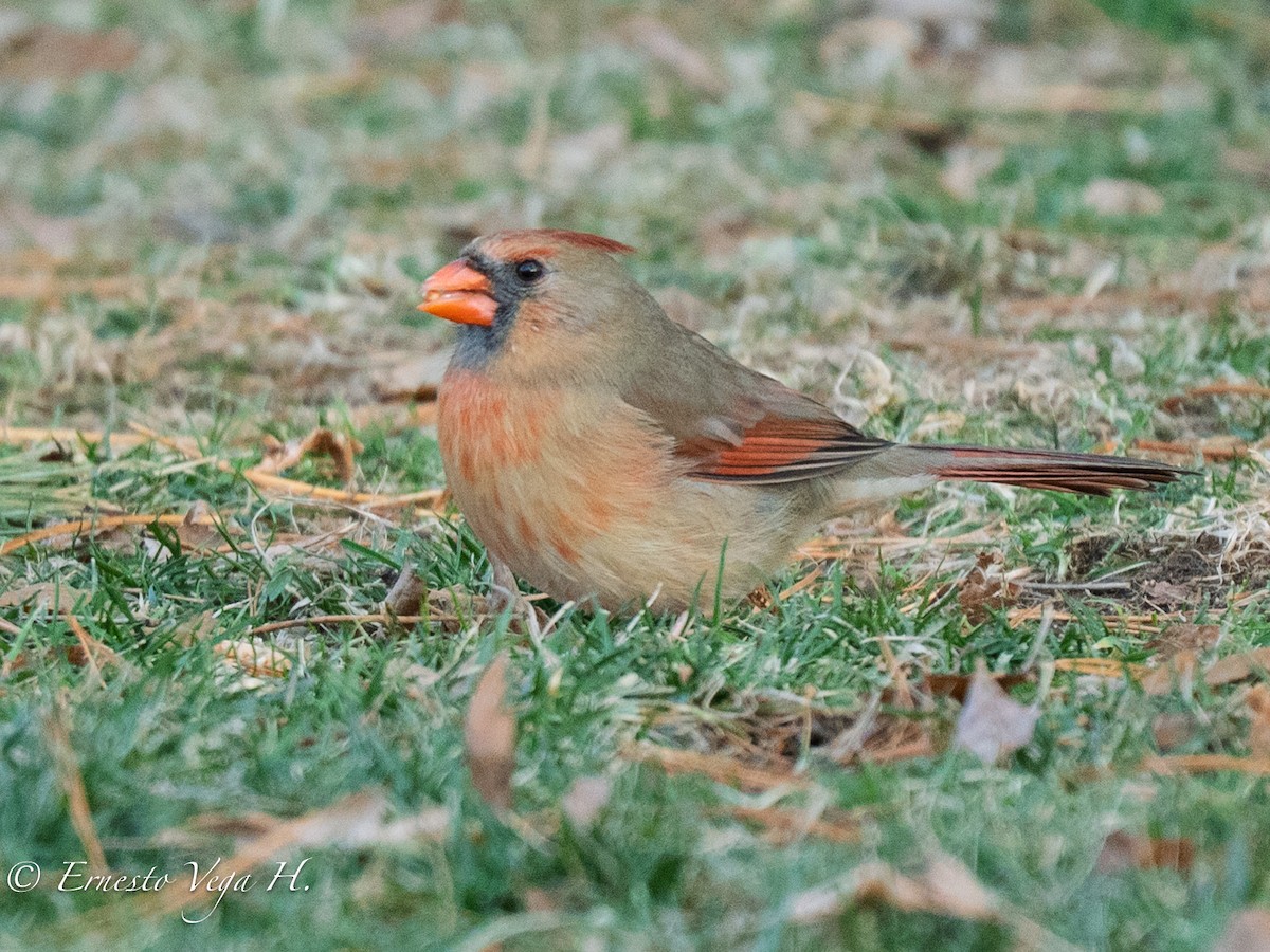 Northern Cardinal - ML646709848