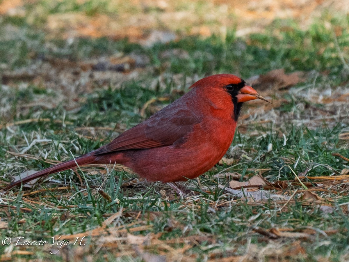 Northern Cardinal - ML646709849