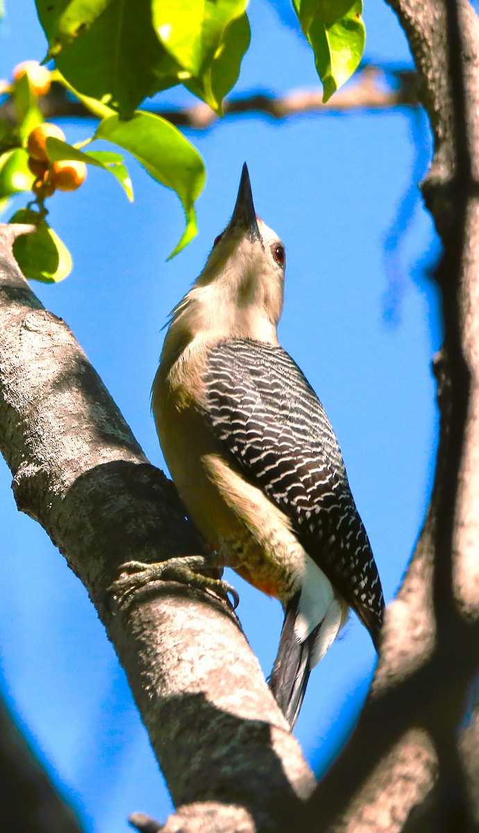 Golden-fronted Woodpecker - ML646709851