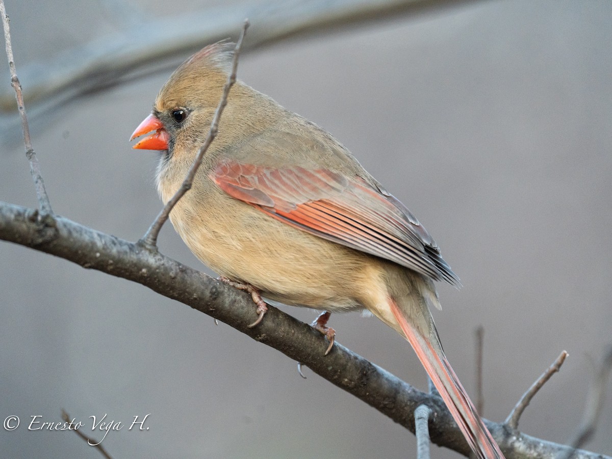 Northern Cardinal - ML646709855