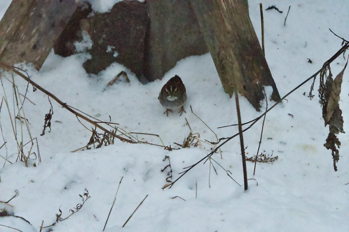 White-throated Sparrow - ML646709859