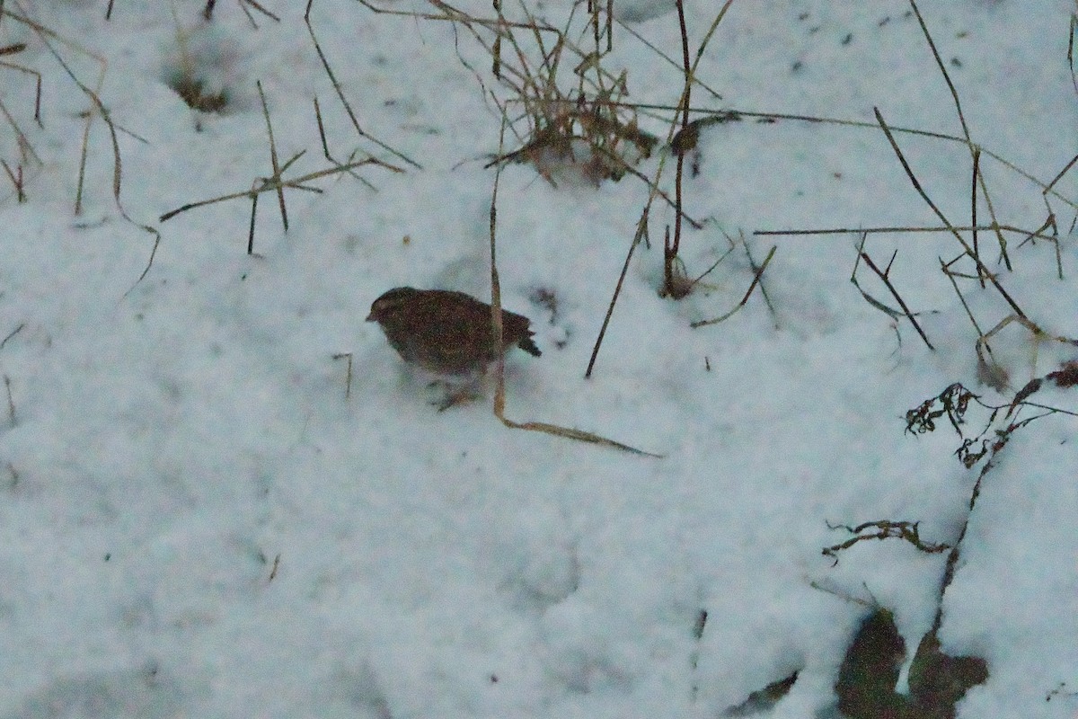 White-throated Sparrow - ML646709860