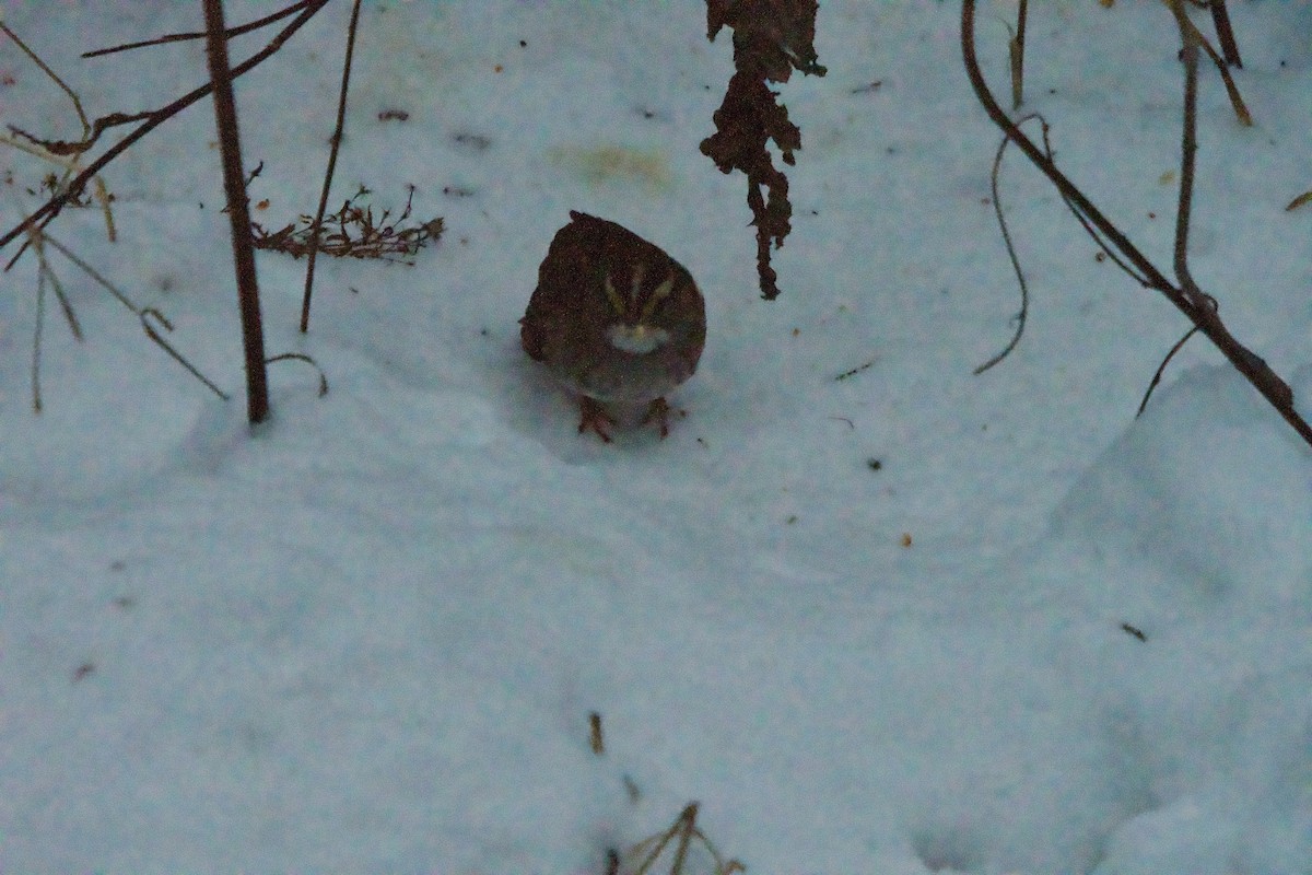 White-throated Sparrow - ML646709861