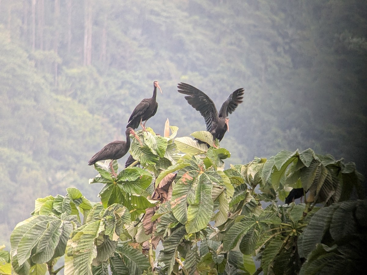 サカツラトキ - ML646709863