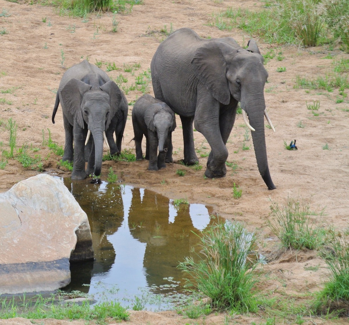 African Savanna Elephant - ML646709864