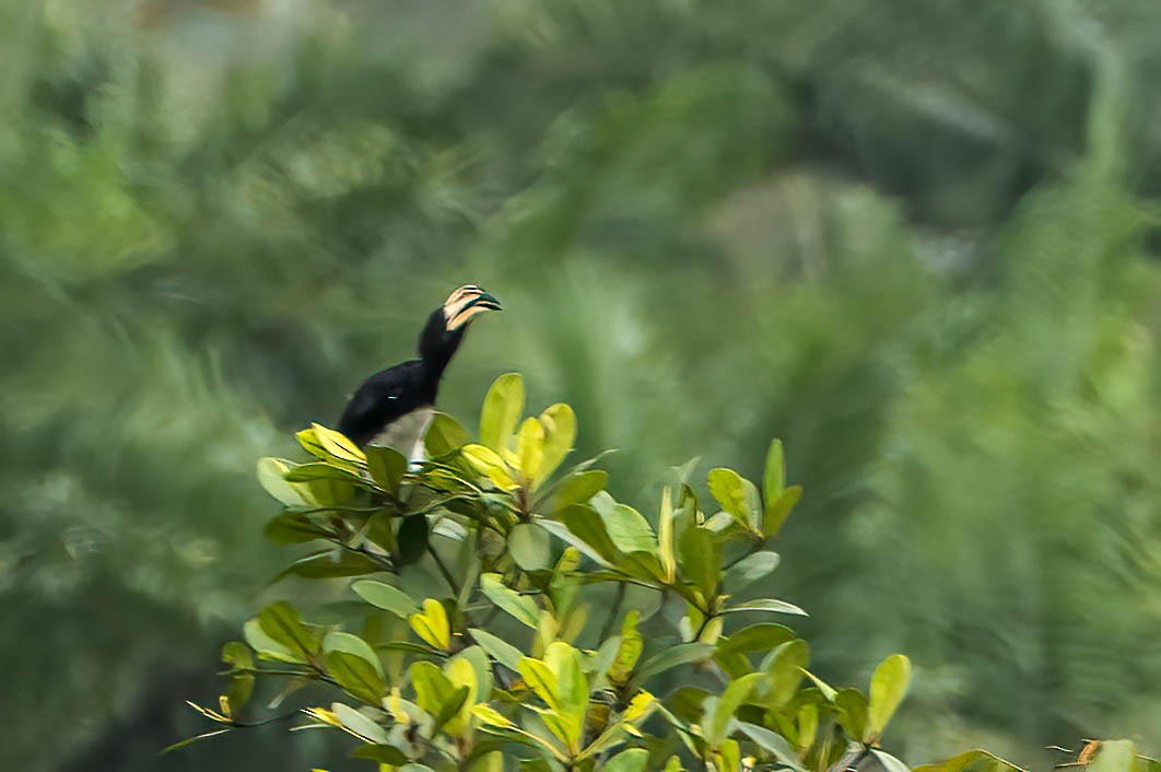 West African Pied Hornbill - ML646709868