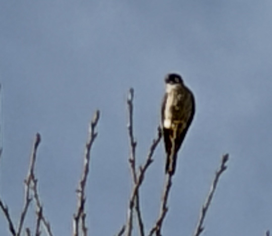 American Kestrel - ML646709869