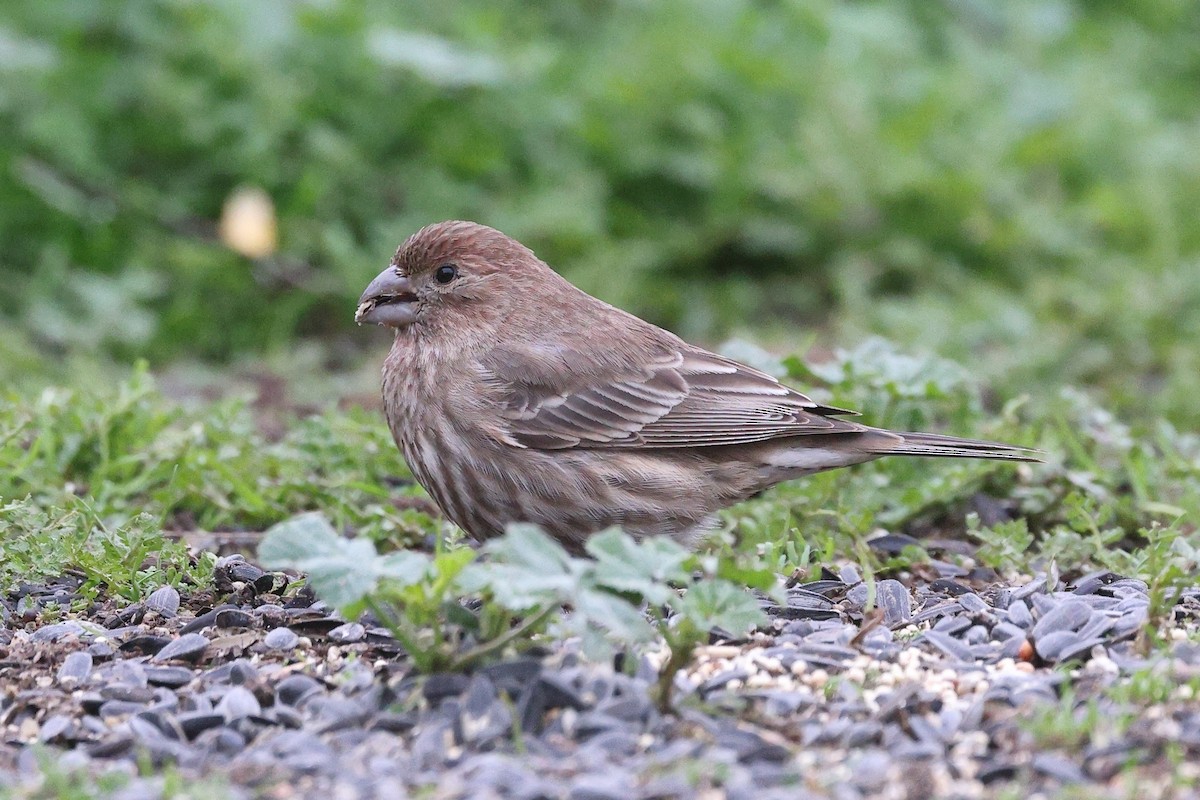 Мексиканская чечевица - ML646709870