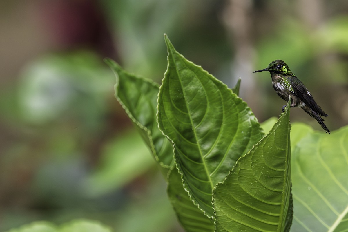 Festive Coquette - ML646709874