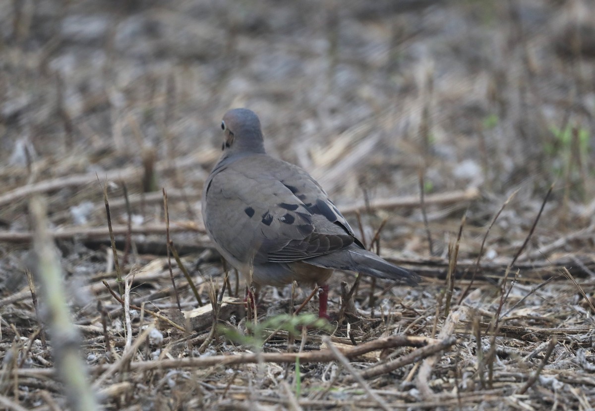 Carolinataube - ML646709875