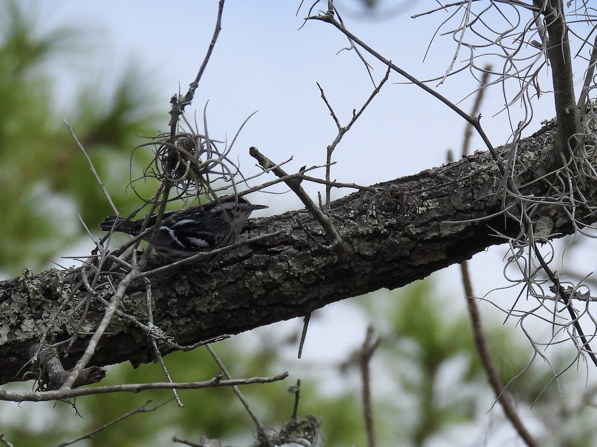 Black-and-white Warbler - ML646709878