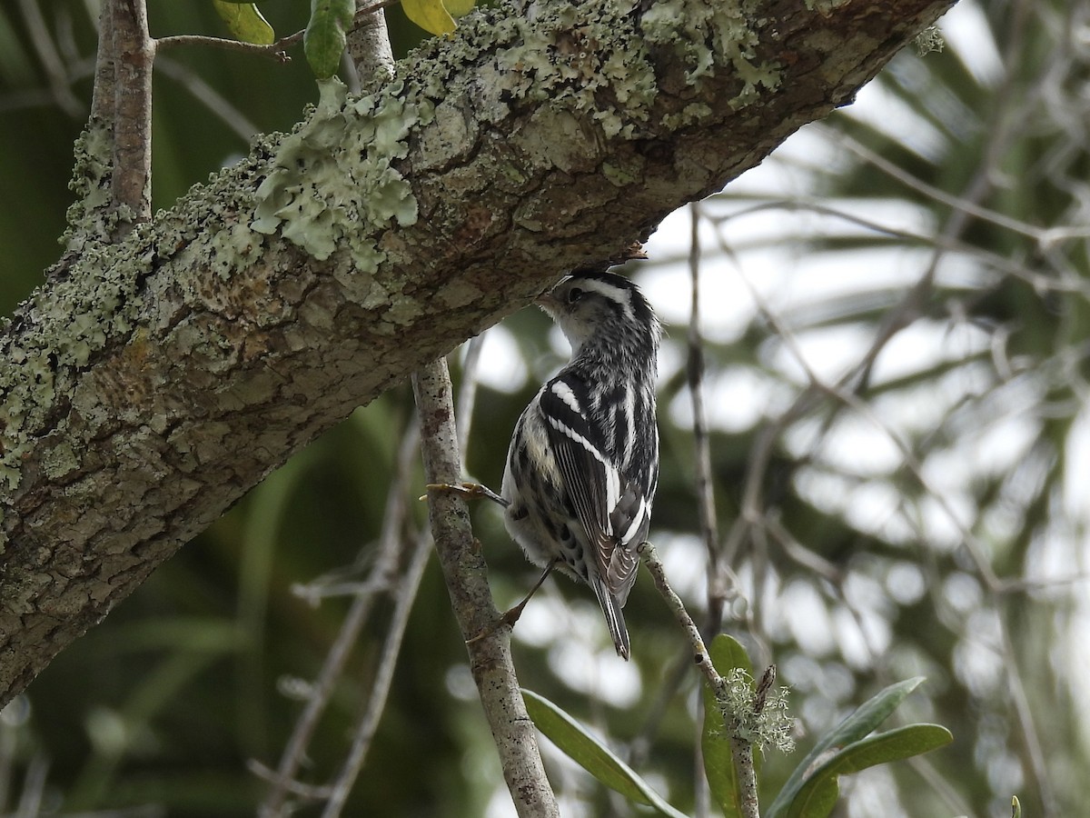 Black-and-white Warbler - ML646709879