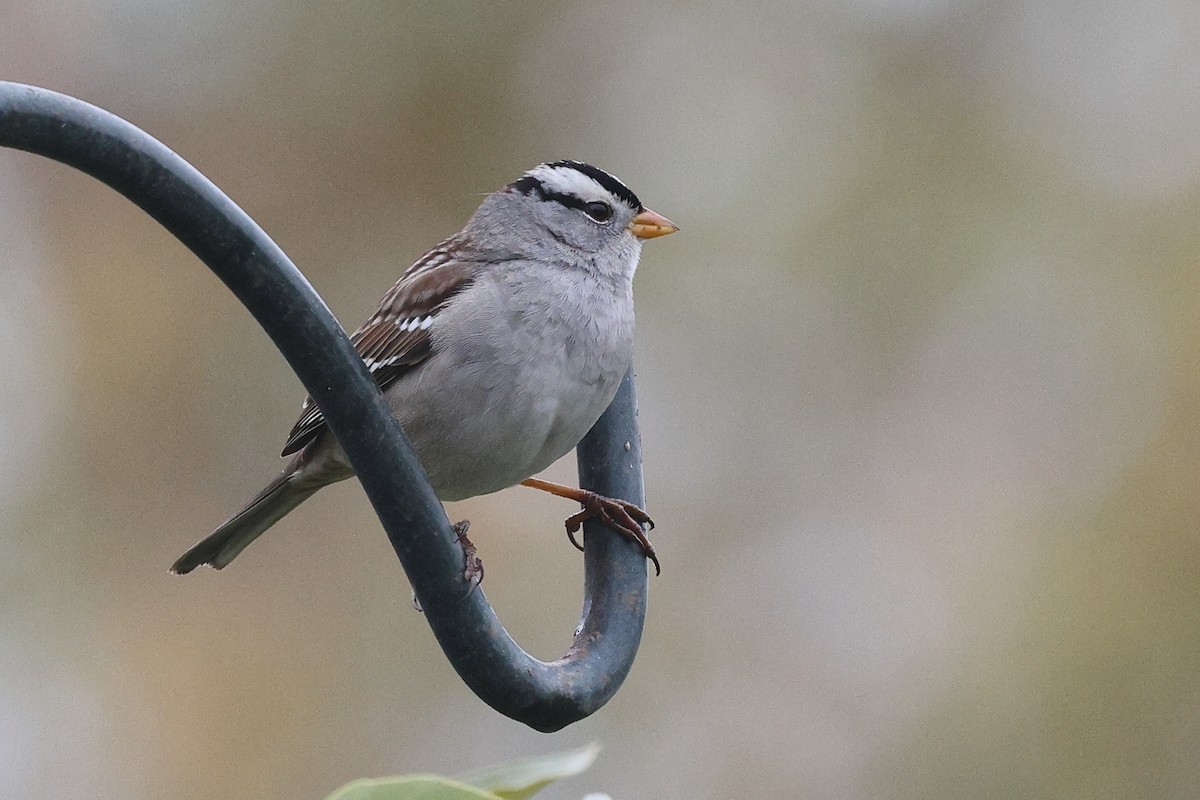 Белобровая овсянка - ML646709880