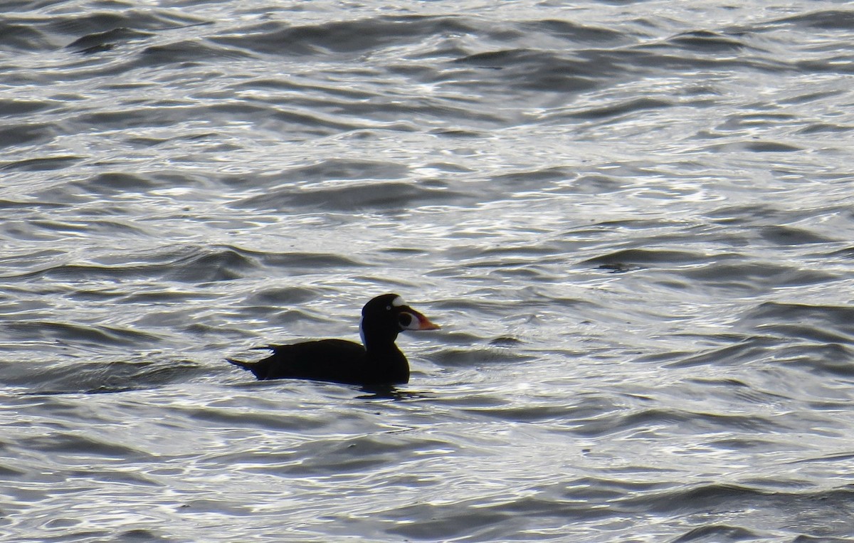 Surf Scoter - ML646709884