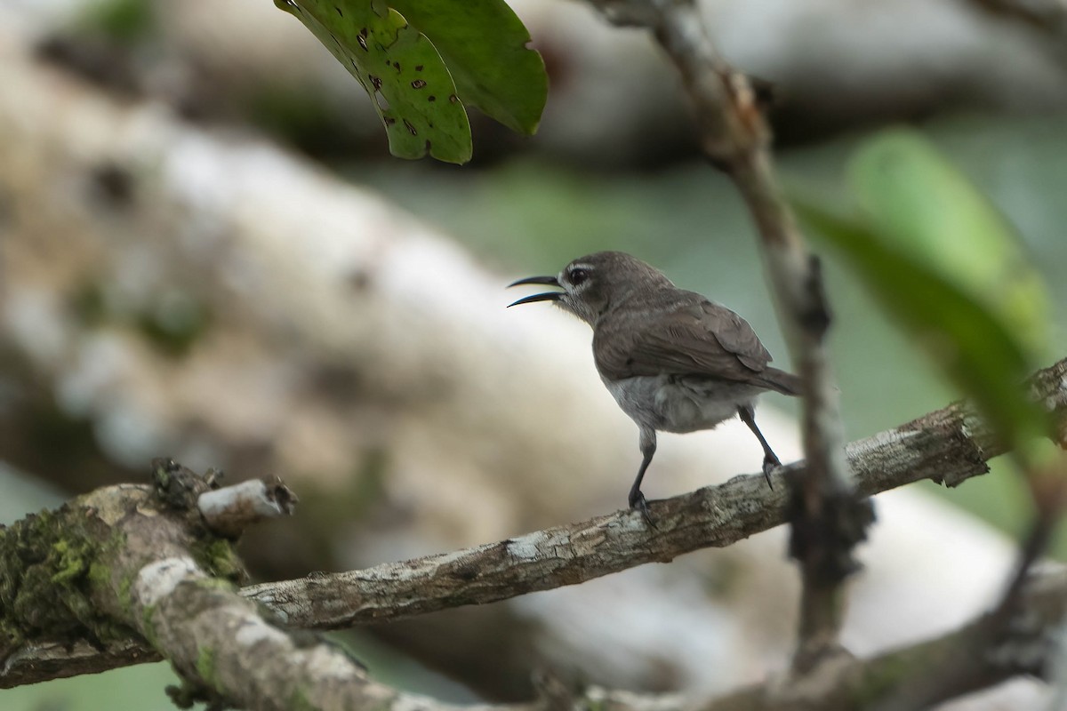 Серая нектарница - ML646709885