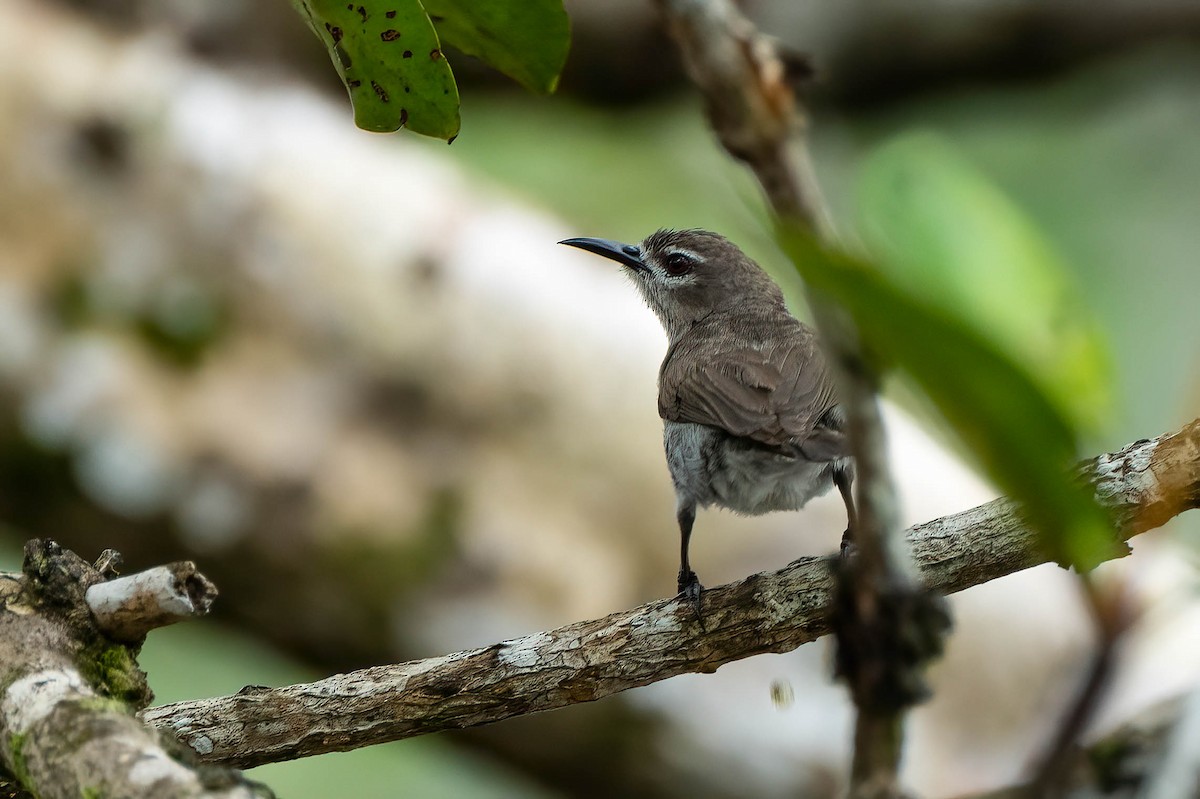 Серая нектарница - ML646709886