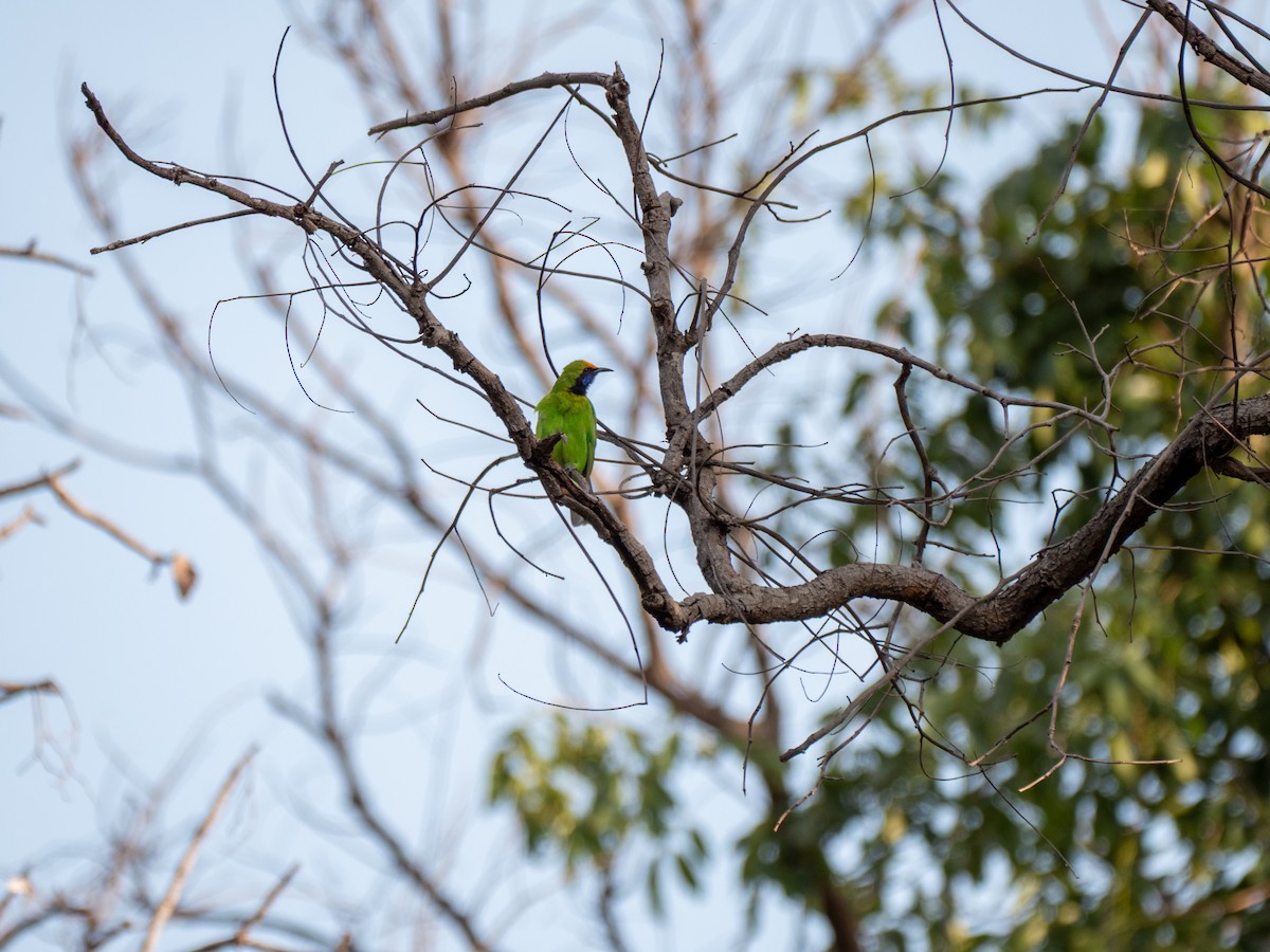 Golden-fronted Leafbird - ML646709891
