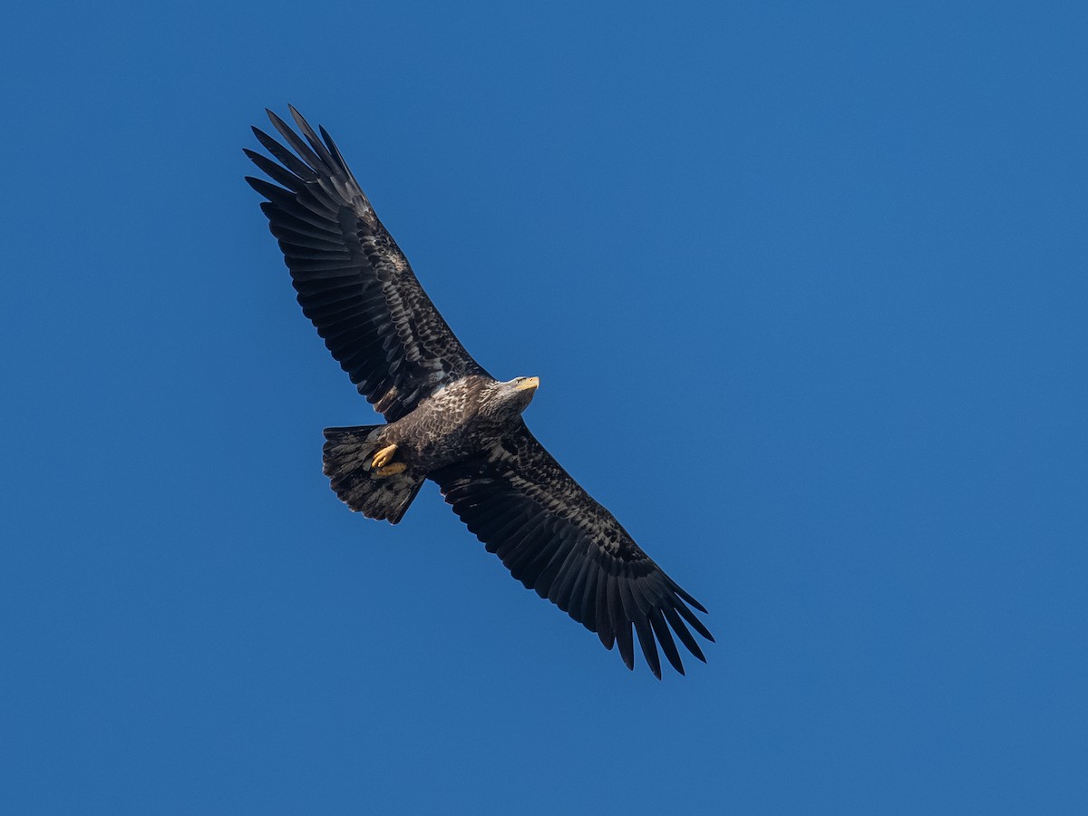 Bald Eagle - ML646709892