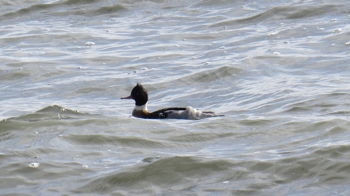 Serreta Mediana - ML646709895