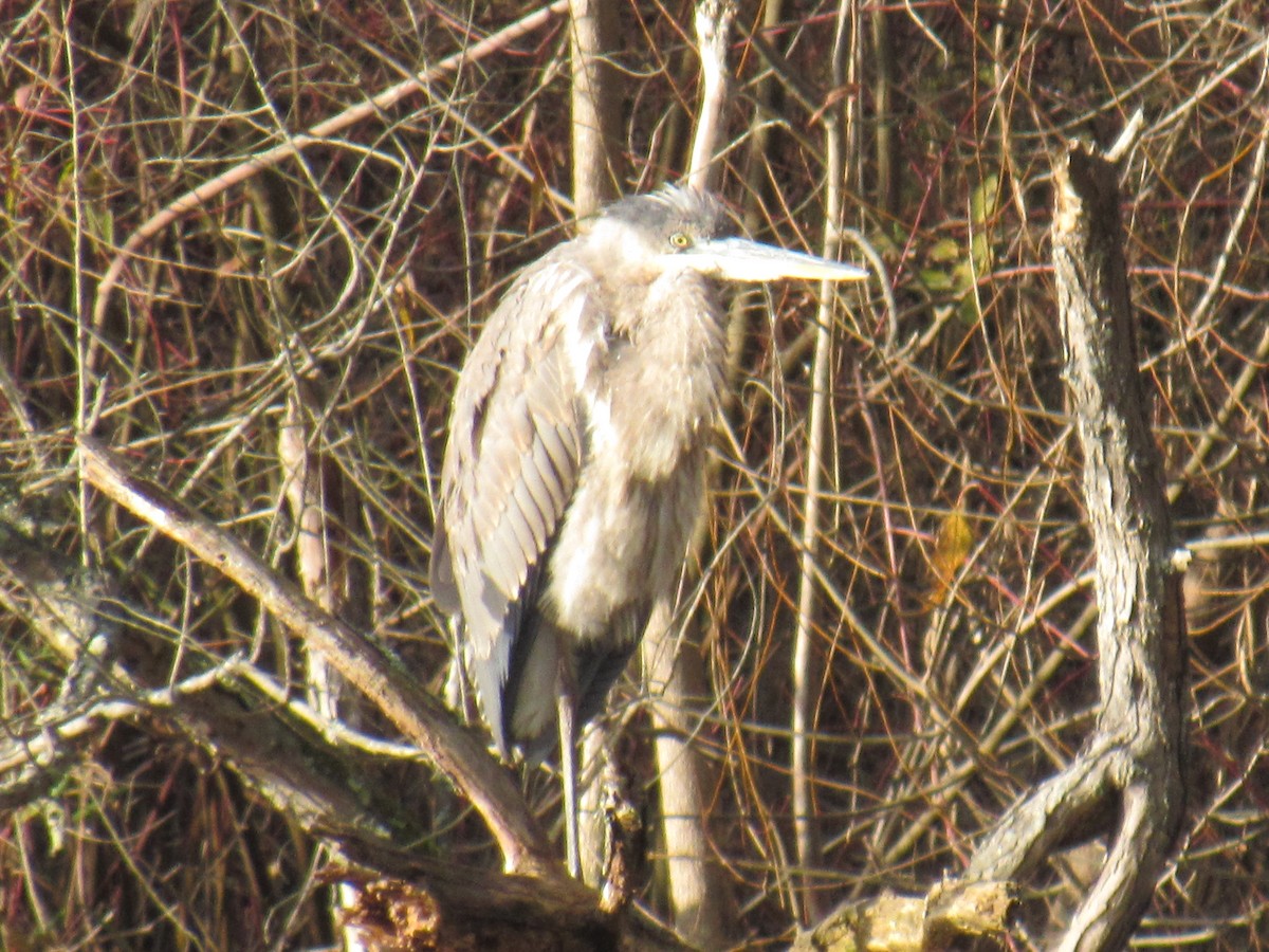 Great Blue Heron - ML646709896