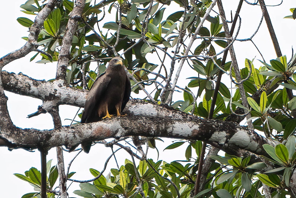 Чёрный коршун - ML646709901